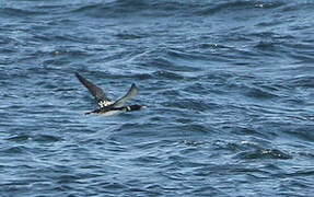 Yellow-billed Loon