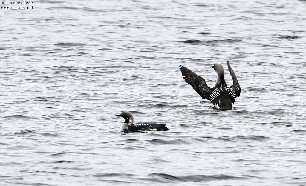 Plongeon arctique