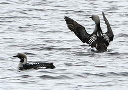 Plongeon arctique