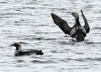 Plongeon arctique