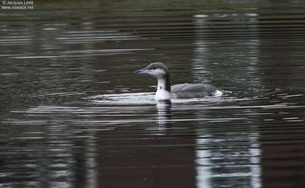 Black-throated Loonjuvenile