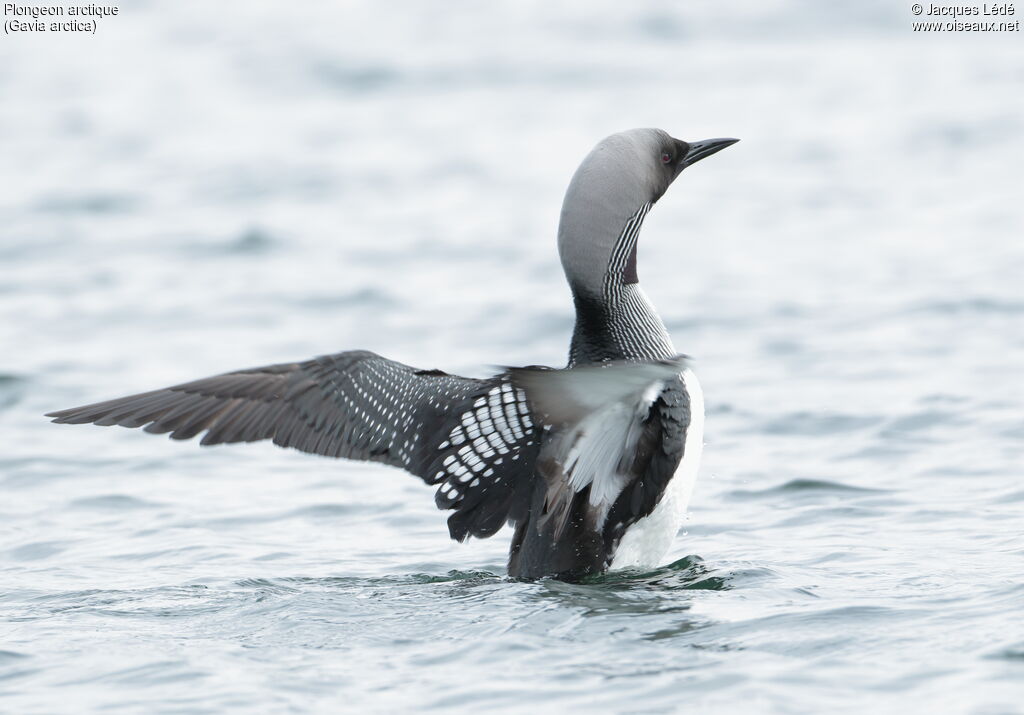 Plongeon arctique