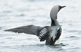 Black-throated Loon