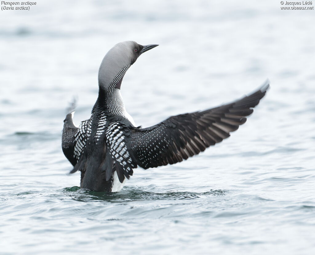 Plongeon arctique