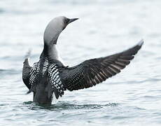 Black-throated Loon