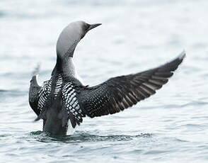 Plongeon arctique