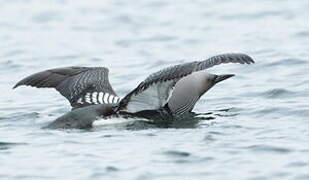 Plongeon arctique