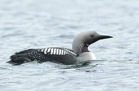 Black-throated Loon