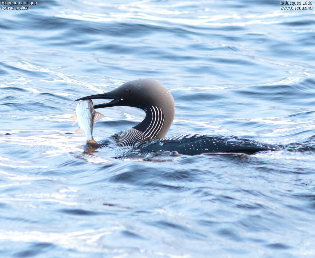 Plongeon arctique