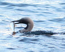 Plongeon arctique