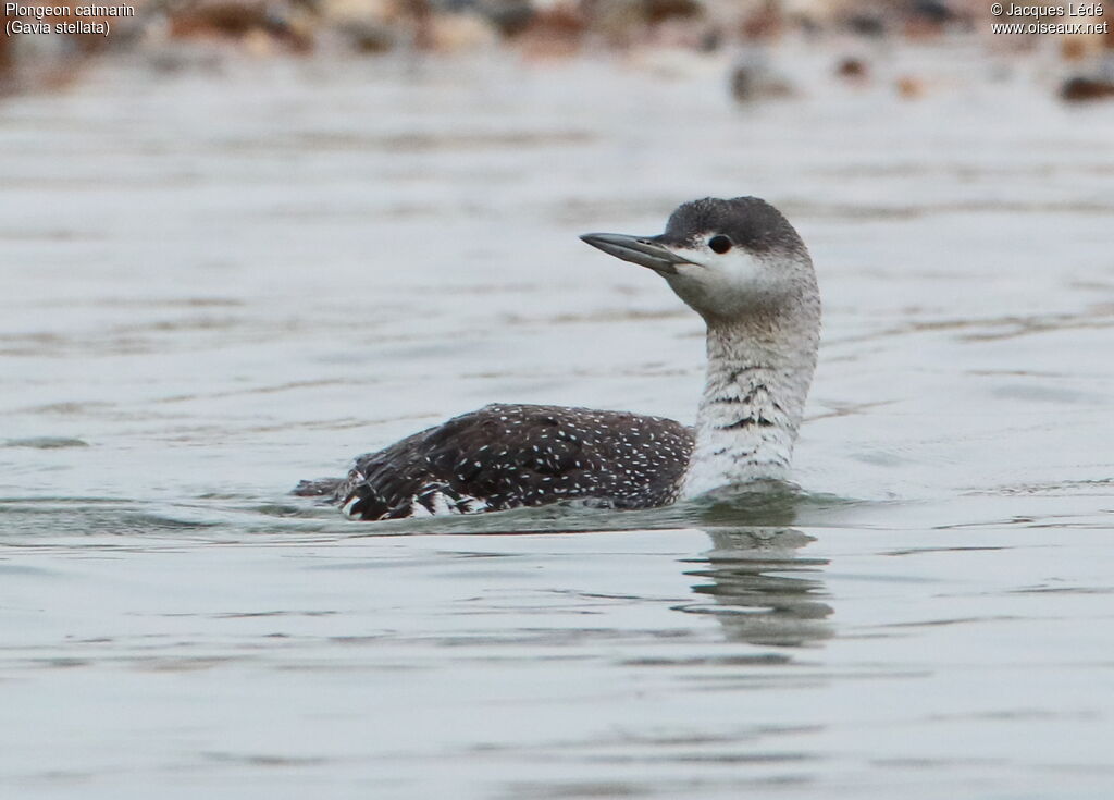 Red-throated Loon