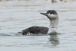 Red-throated Loon