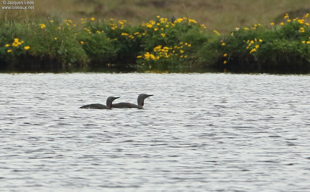 Red-throated Loon