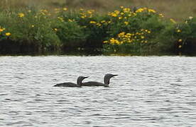 Red-throated Loon