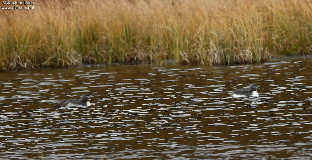 Red-throated Loonjuvenile