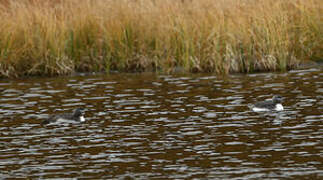 Red-throated Loon