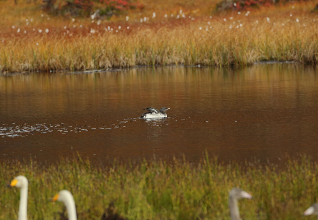 Red-throated Loon