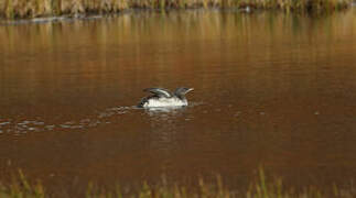 Red-throated Loon