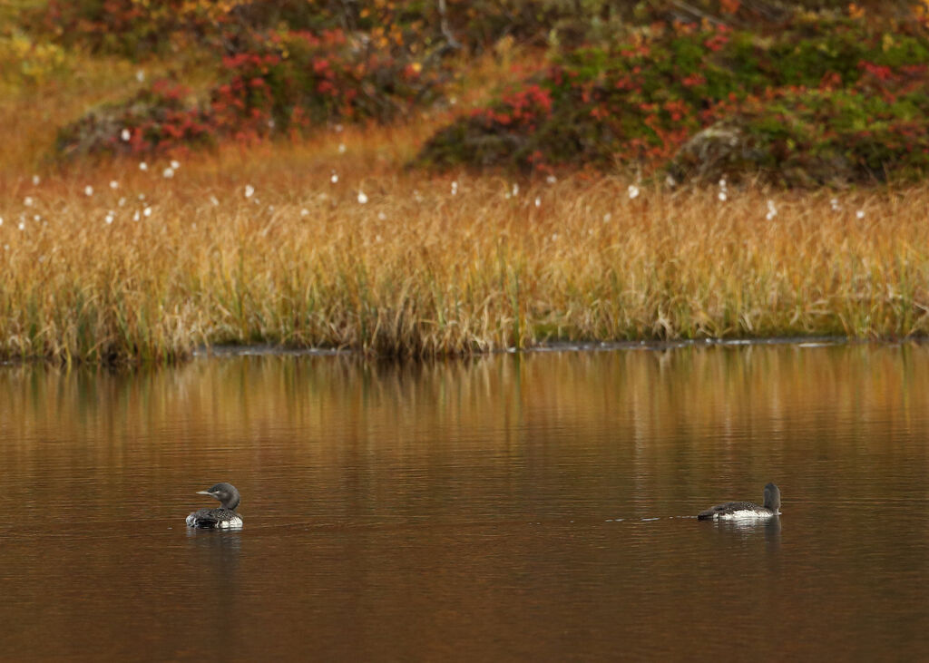 Red-throated Loon