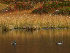 Red-throated Loon