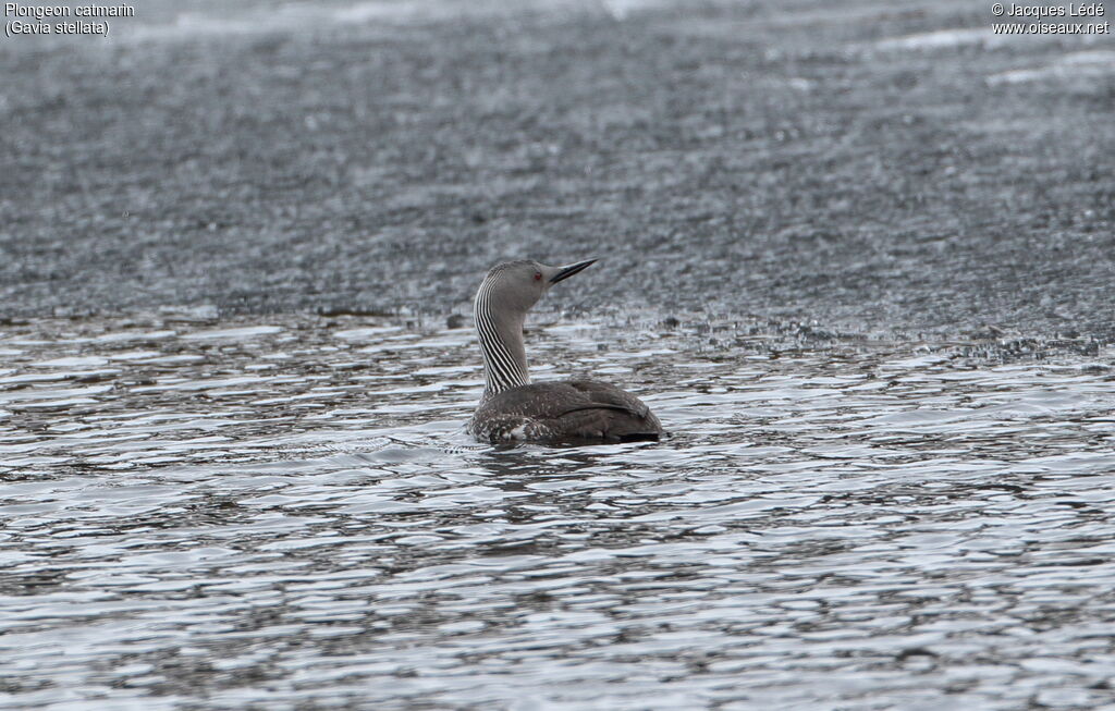 Red-throated Loon