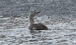 Plongeon catmarin