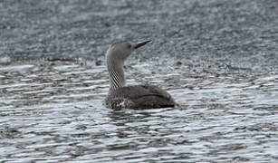 Red-throated Loon