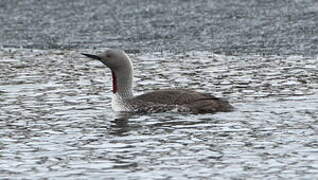 Red-throated Loon