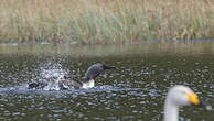 Plongeon catmarin