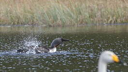 Plongeon catmarin