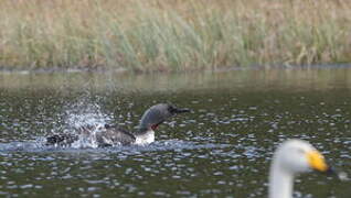 Red-throated Loon