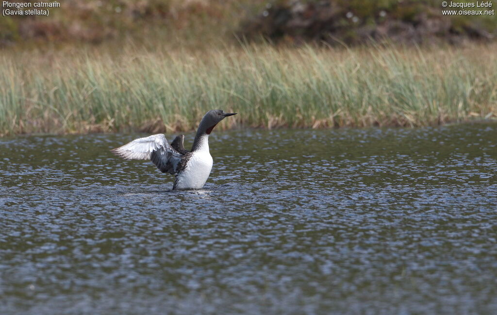 Red-throated Loon