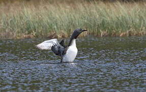 Red-throated Loon