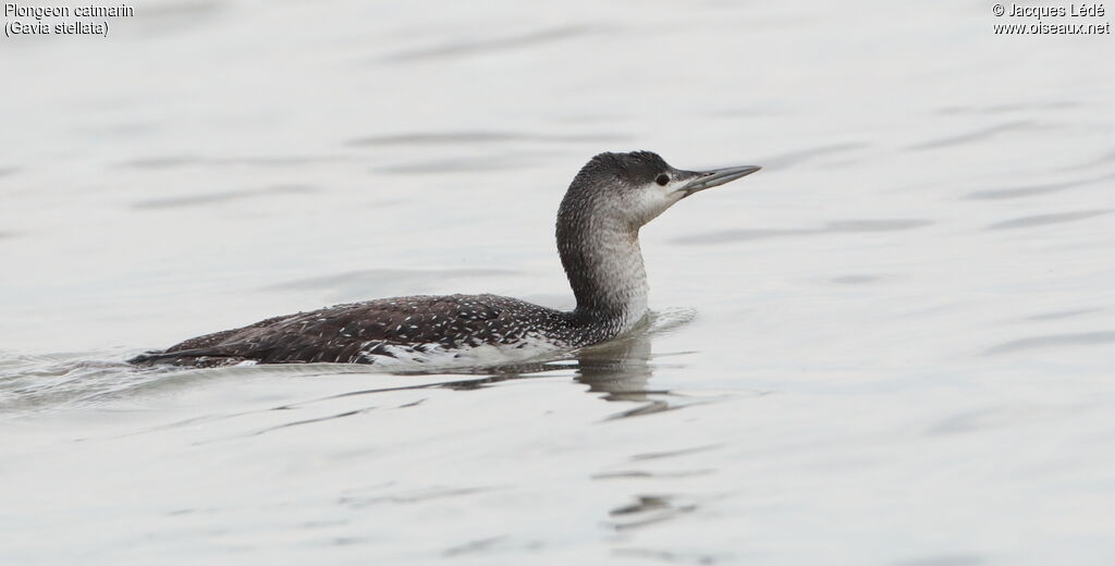 Red-throated Loon