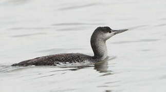 Red-throated Loon