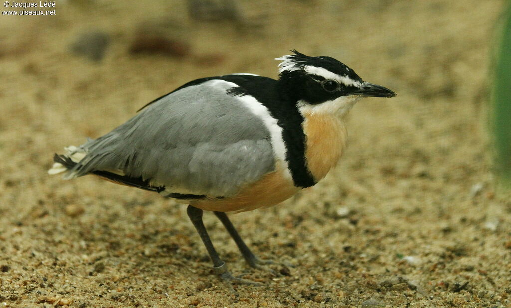 Egyptian Plover