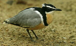 Egyptian Plover