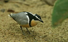 Egyptian Plover