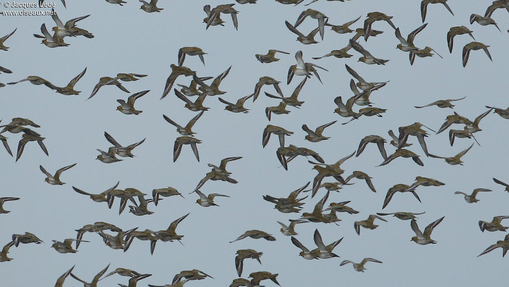 European Golden Plover