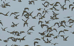 European Golden Plover