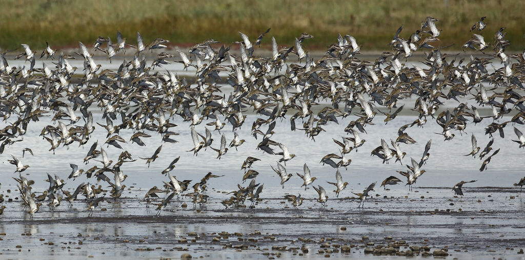 European Golden Plover