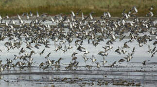 European Golden Plover