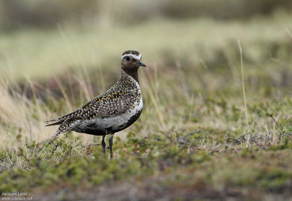 European Golden Ploveradult breeding, identification