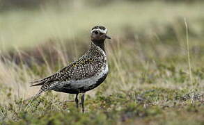 European Golden Plover