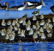 European Golden Plover