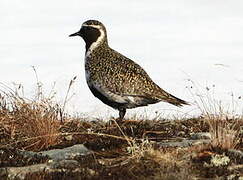 European Golden Plover