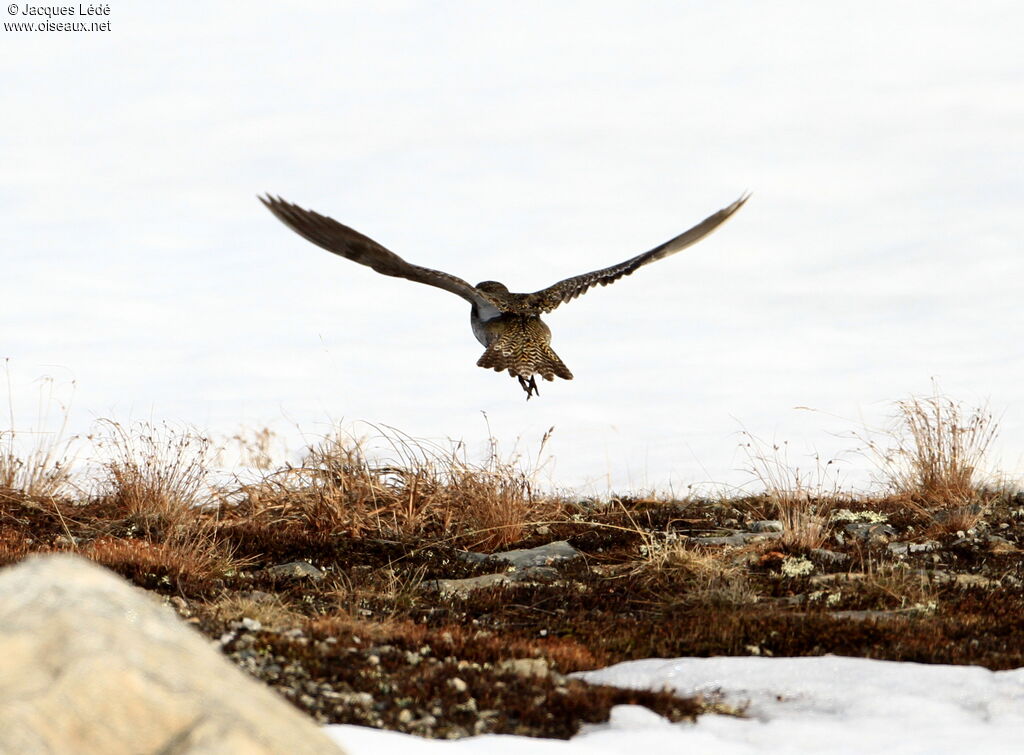 European Golden Plover