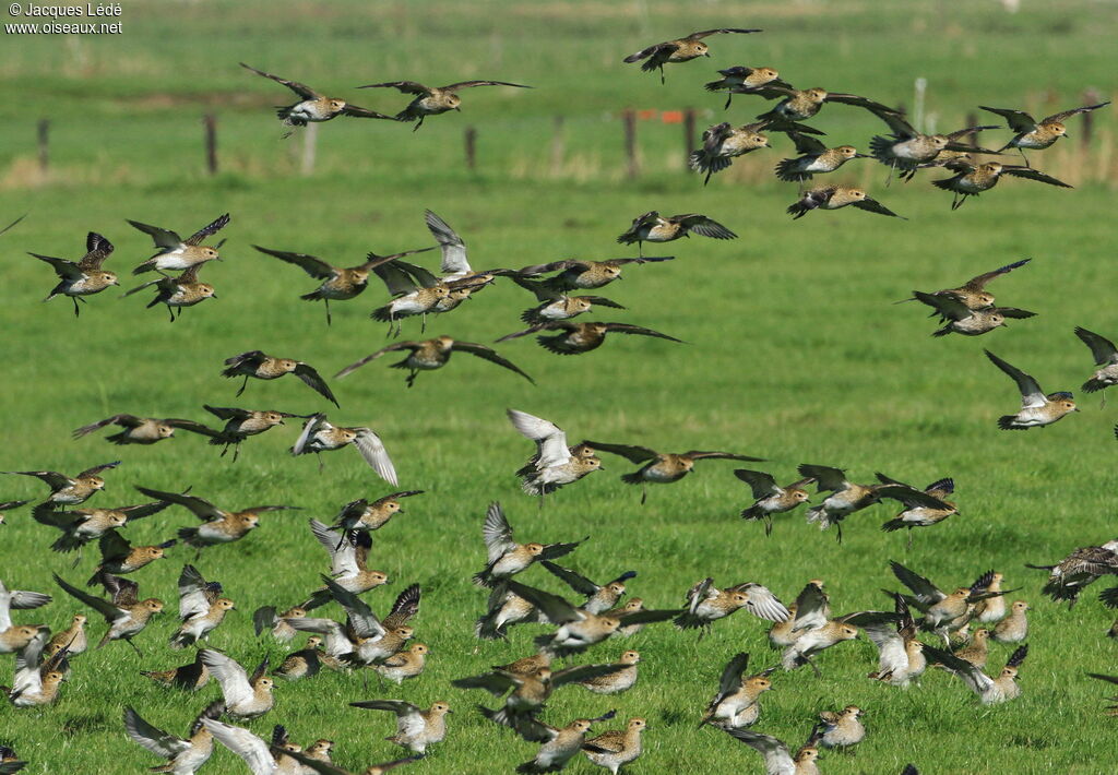 European Golden Plover