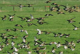 European Golden Plover