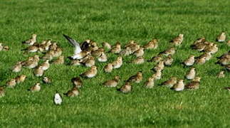 European Golden Plover